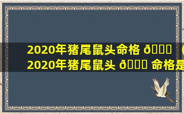 2020年猪尾鼠头命格 🕊 （2020年猪尾鼠头 🐞 命格是什么）